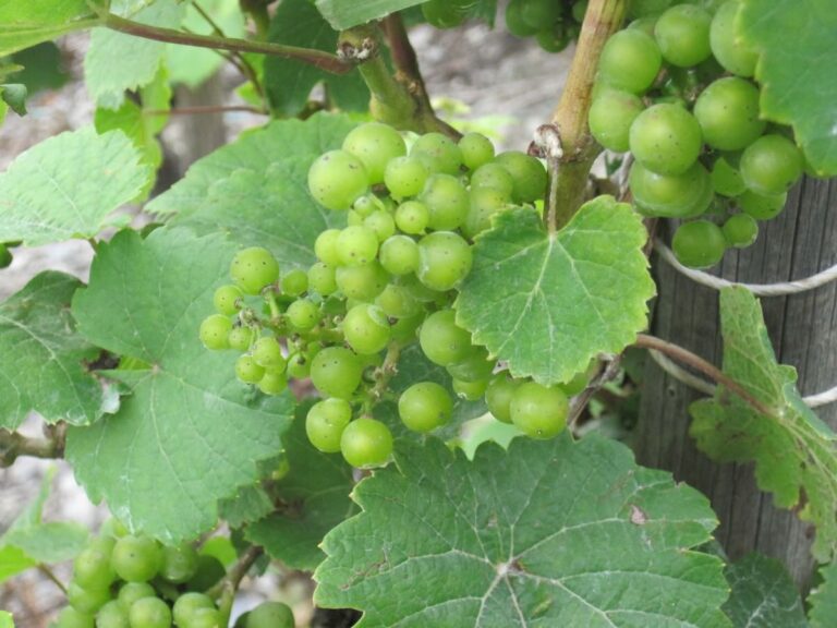 Vermentino