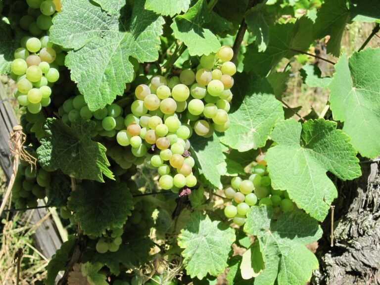 Sauvignon blanc