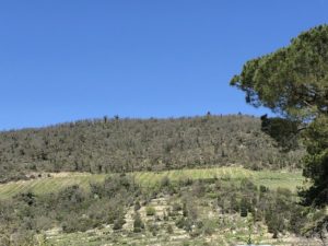 Vigneto del Baron'Ugo