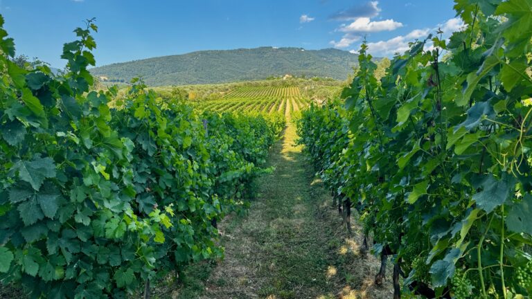 Cantina Le Pietre: dove il vino ascolta Bach