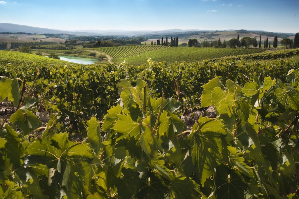 Castello Tricerchi Montalcino